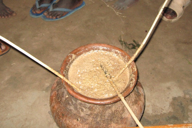 A close up picture of Malwa in a pot