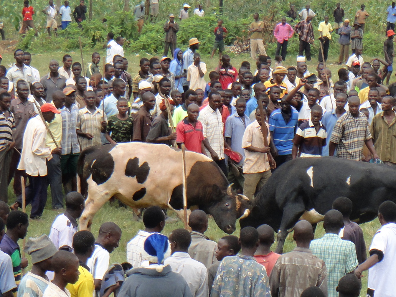 The top two contending bulls in the thick of battle 12