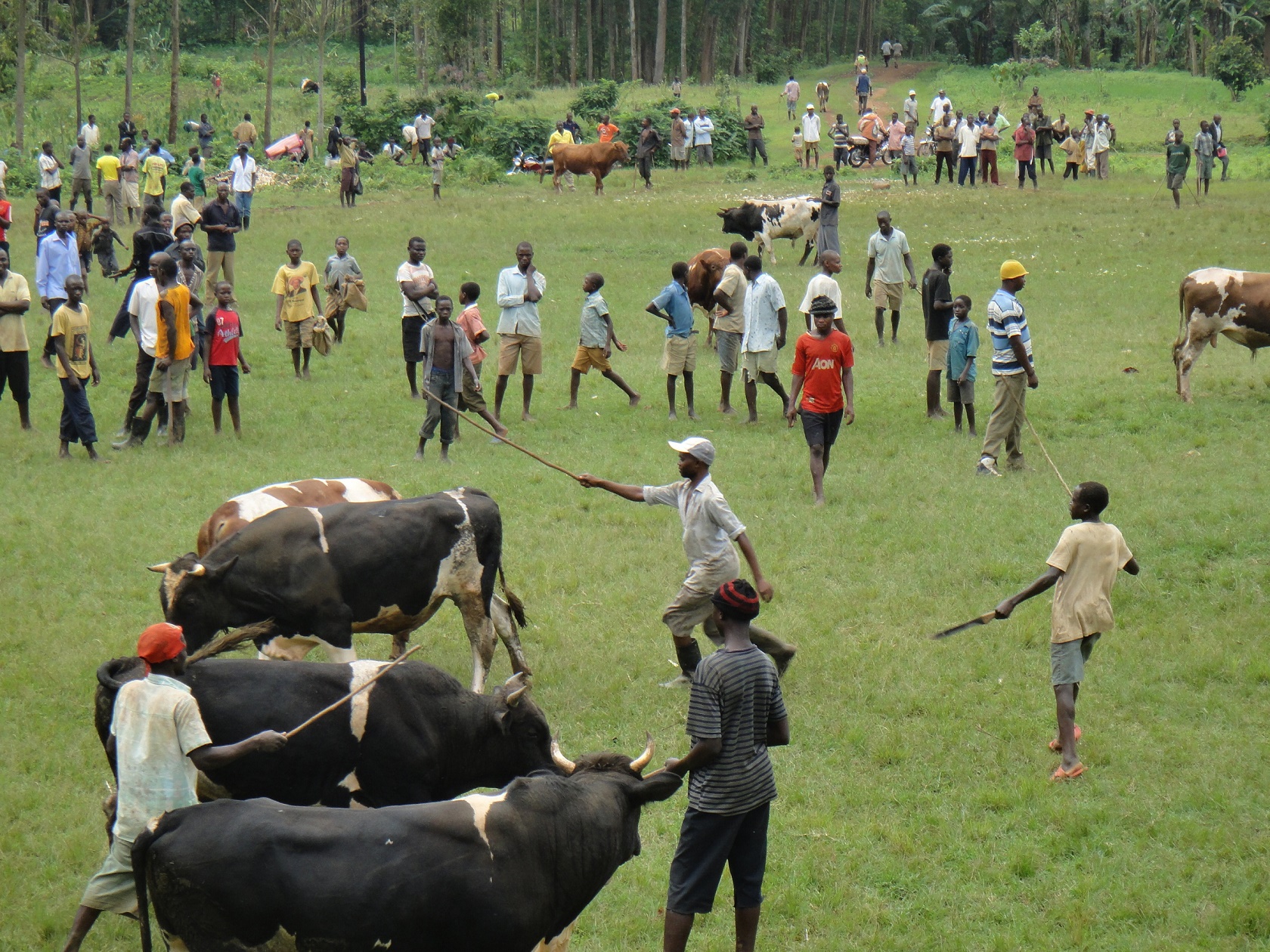 Bulls being lined up for the fights.222333